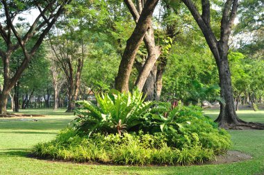 kamu bahçe ağaçları