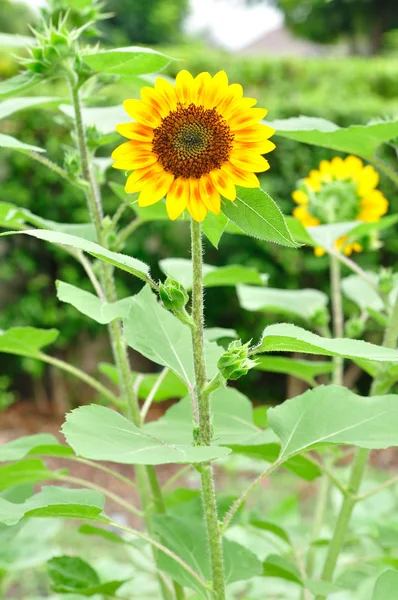 Sonnenblume im Garten. — Stockfoto