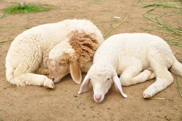 Young sheep sleep in farm — Stock Photo, Image