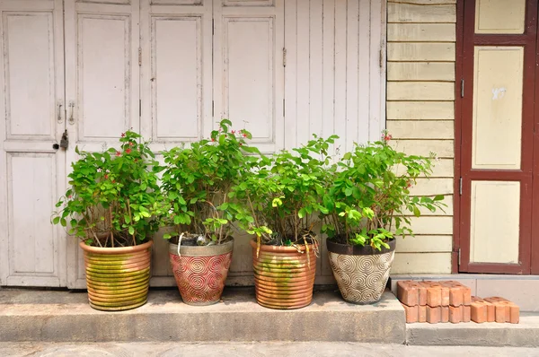 Houten deur en plant-pot. — Stockfoto