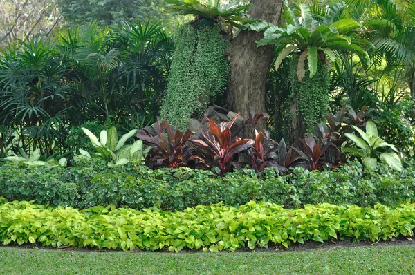 Bomen in openbare tuin — Stockfoto