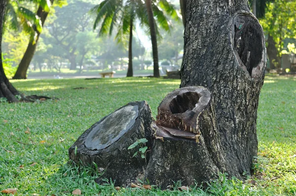 Trees in public garden — Stock Photo, Image