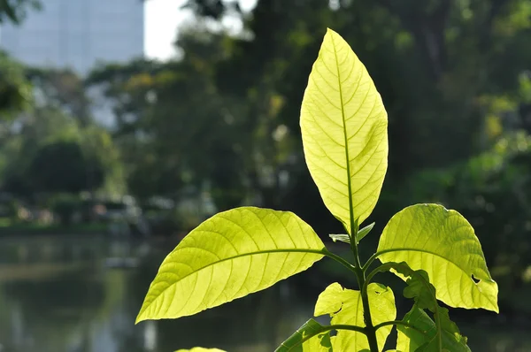 Zon-licht gaan door groen blad . — Stockfoto