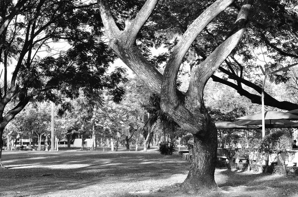 Bomen in openbare tuin, in zwart-wit. — Stockfoto