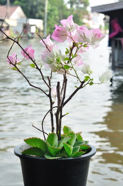 Bougainvillea çiçek waterside üzerinde bitki tencerede — Stok fotoğraf