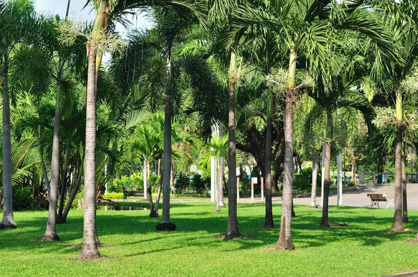 Verschillende bomen type in openbare tuin. — Stockfoto