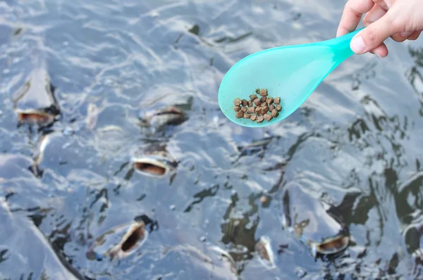 balıkları Besleme, pangasius sutchi bekliyorum.