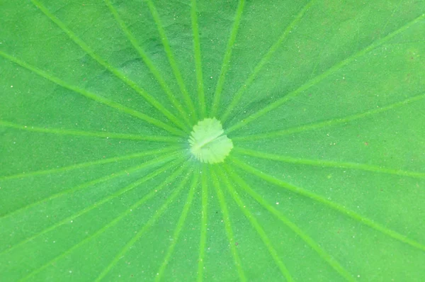 Yeşil lotus yaprağı kadar yakın. — Stok fotoğraf