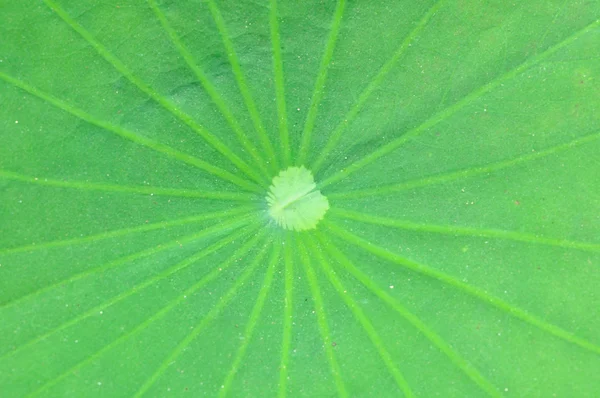 Fechar folha de lótus verde . — Fotografia de Stock