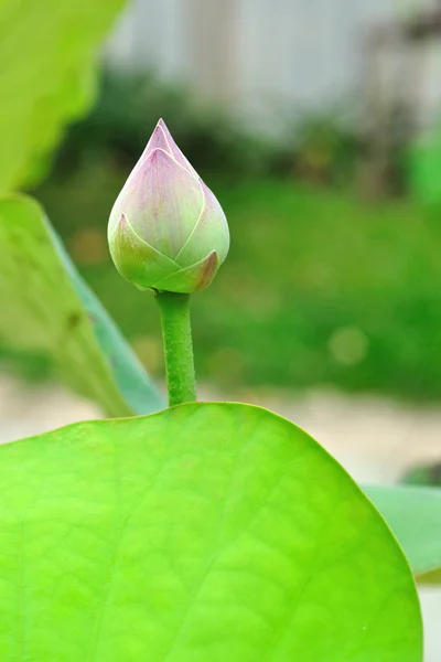 Tek lotus yeşil yaprak. — Stok fotoğraf