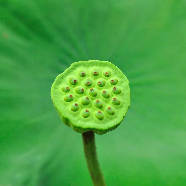 Sementes de lótus com folha verde . — Fotografia de Stock