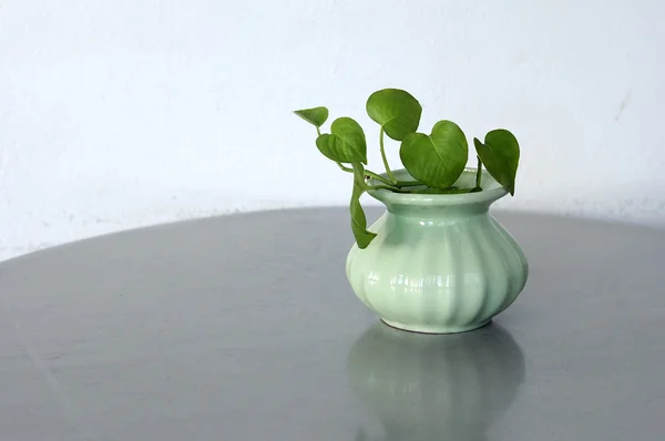 Groene planten in kleine vaas — Stockfoto