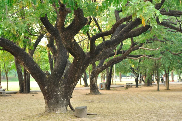 Muchos árboles grandes en el jardín público — Foto de Stock