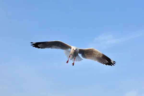 Möwe fliegt in blauem Himmel. — Stockfoto