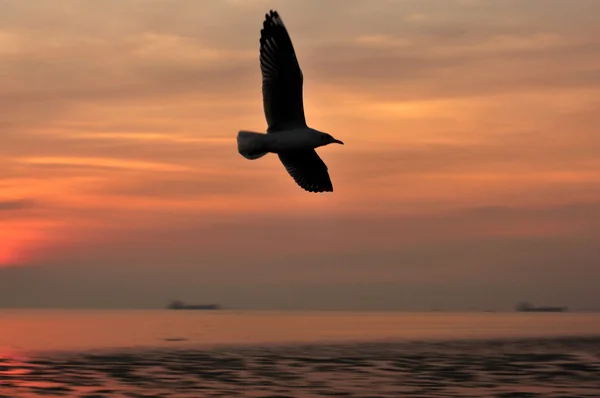 Möwe fliegt im Abendhimmel, Silhouette. — Stockfoto