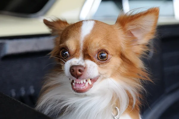 Carino chihuahua mostrando fang dente — Foto Stock