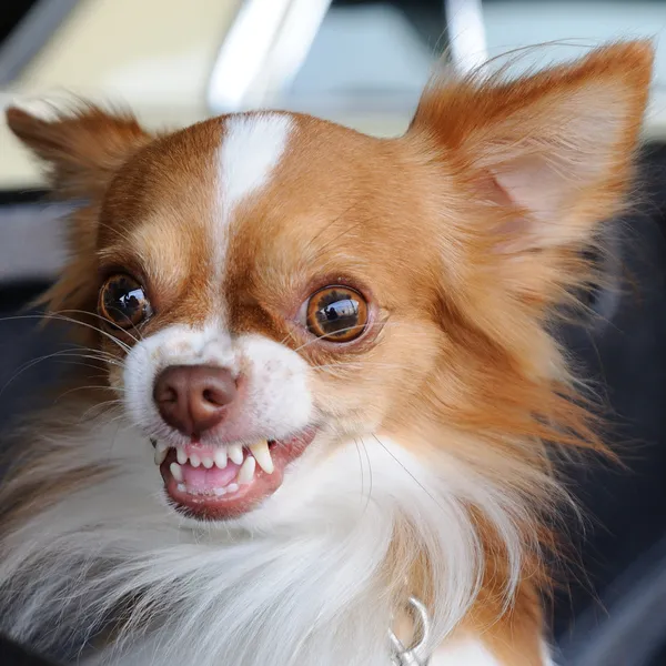 Niedlicher Chihuahua zeigt Zähne — Stockfoto