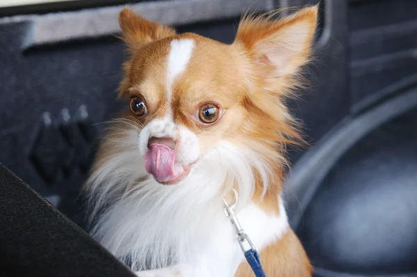 Schattig chihuahua tong, grappige actie — Stockfoto