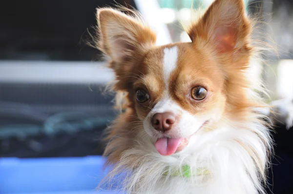 şirin chihuahua dil, komik Aksiyon