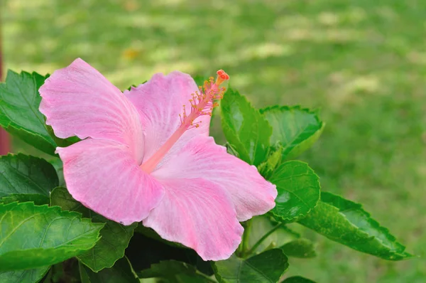 Pinkish sapato flor no jardim — Fotografia de Stock