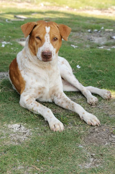 Feral and blinded dog on yard. — Stock Photo, Image