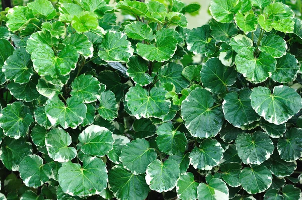 Groene bladeren in het openbaar tuin — Stockfoto