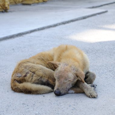 Tek kayıp sapmış köpek sokakta uyuyan