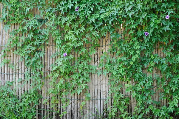 Valla de bambú con muchas plantas . — Foto de Stock