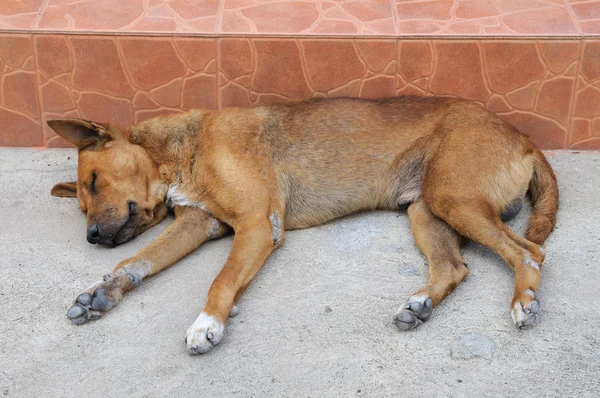 Egy elveszett tévedt kutya alszik az utcán — Stock Fotó