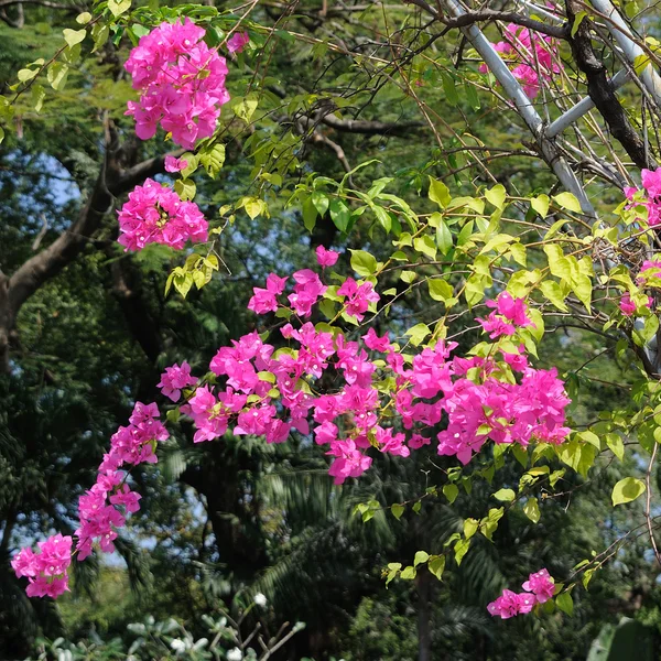 粉红色的簕杜鹃绽放在花园观赏攀岩 pl — 图库照片