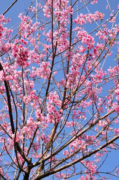 Prunus cerasoides, hermosas flores en Tailandia — Foto de Stock