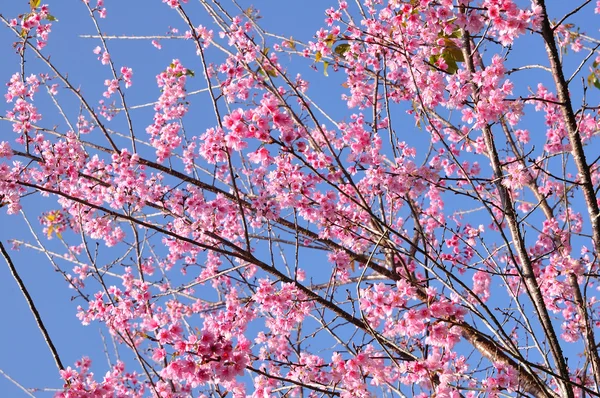 Prunus cerasoides, beautiful flowers in Thailand — Stock Photo, Image