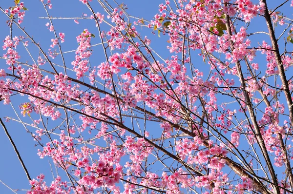 Prunus cerasoides, hermosas flores en Tailandia — Foto de Stock