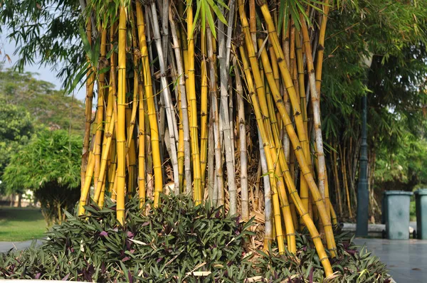 Dużo żółtego bambus w ogrodzie. — Zdjęcie stockowe