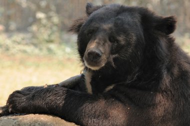 Single Tibetan black bear action in open-zoo clipart