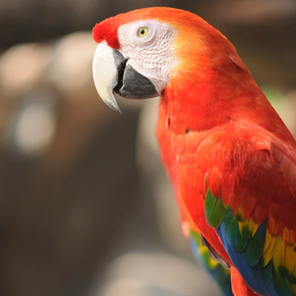 Close up beautiful macaw in zoo — Stock Photo, Image