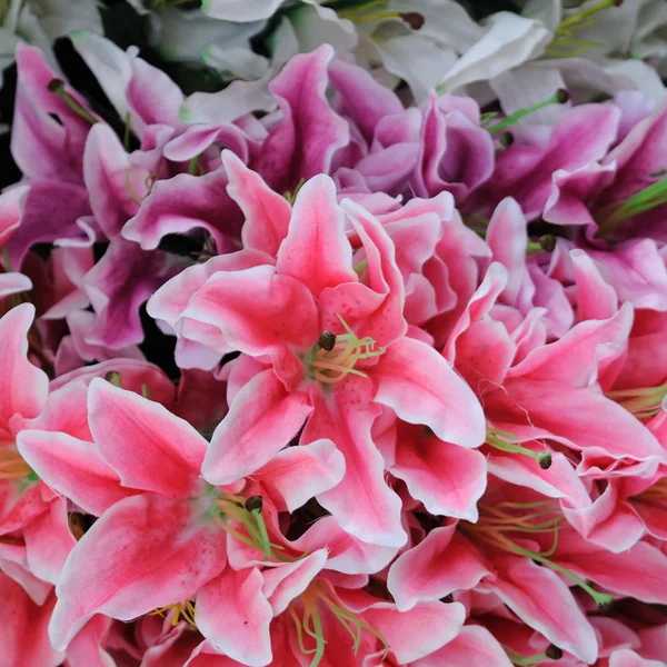 Gruppo di gigli, rosa e viola — Foto Stock