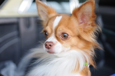 şirin chihuahua portre