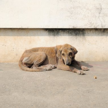Tek kayıp köpek sapmış