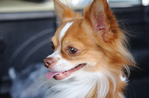 Chihuahua χαριτωμένο πορτρέτο — Φωτογραφία Αρχείου