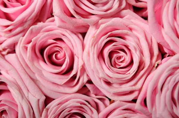 Full frame background of pink-roses — Stock Photo, Image