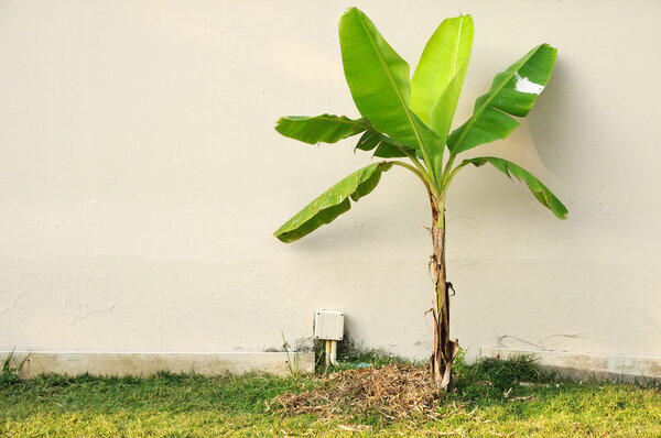 Single banana tree in front of wall