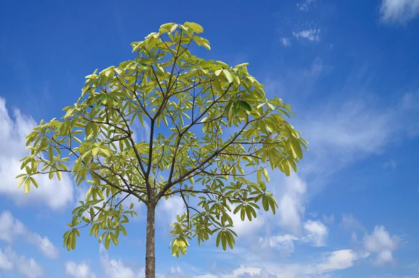 Vacker blå himmel med träd — Stockfoto