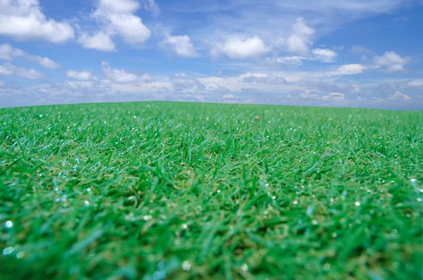 Groene grassen — Stockfoto