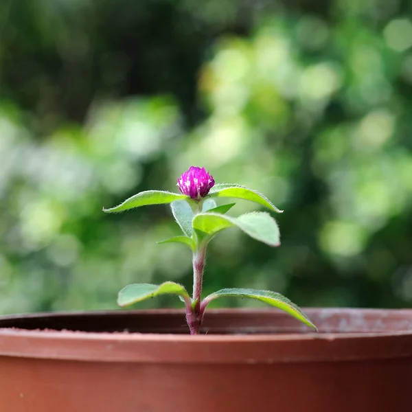 Pequena flor Amaranth Globo — Fotografia de Stock