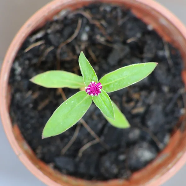 Kwiat mały Globus Amarant — Zdjęcie stockowe