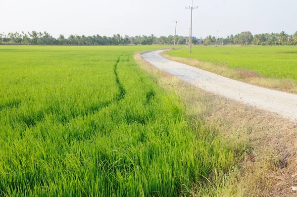 Onverharde weg en groene veld — Stockfoto