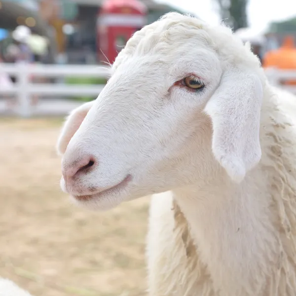 Cute little young sheep — Stock Photo, Image