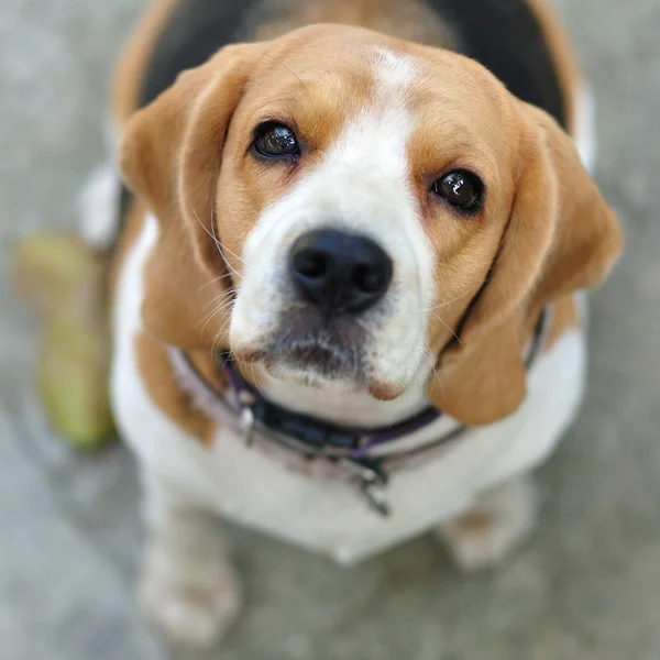 Beagle cachorro cão olhando para cima . — Fotografia de Stock