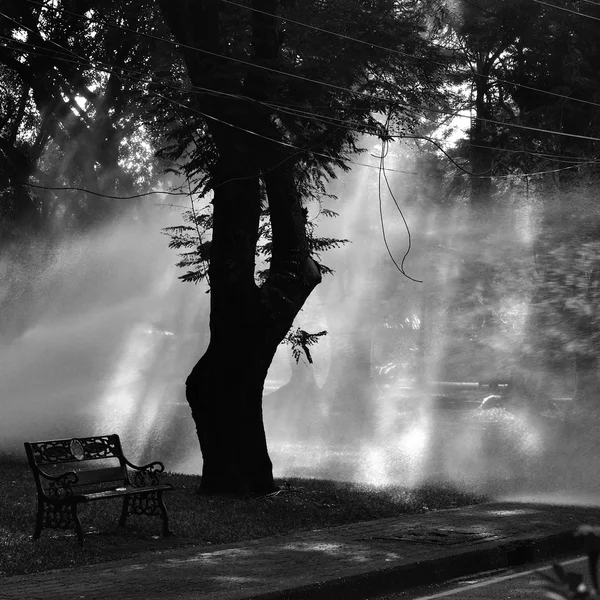 Vann og spray til tre i offentlig hage, monokromatisk – stockfoto